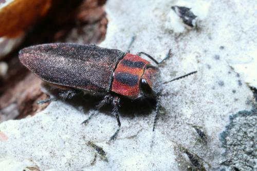 Réf. 203 163 : Anthaxia manca